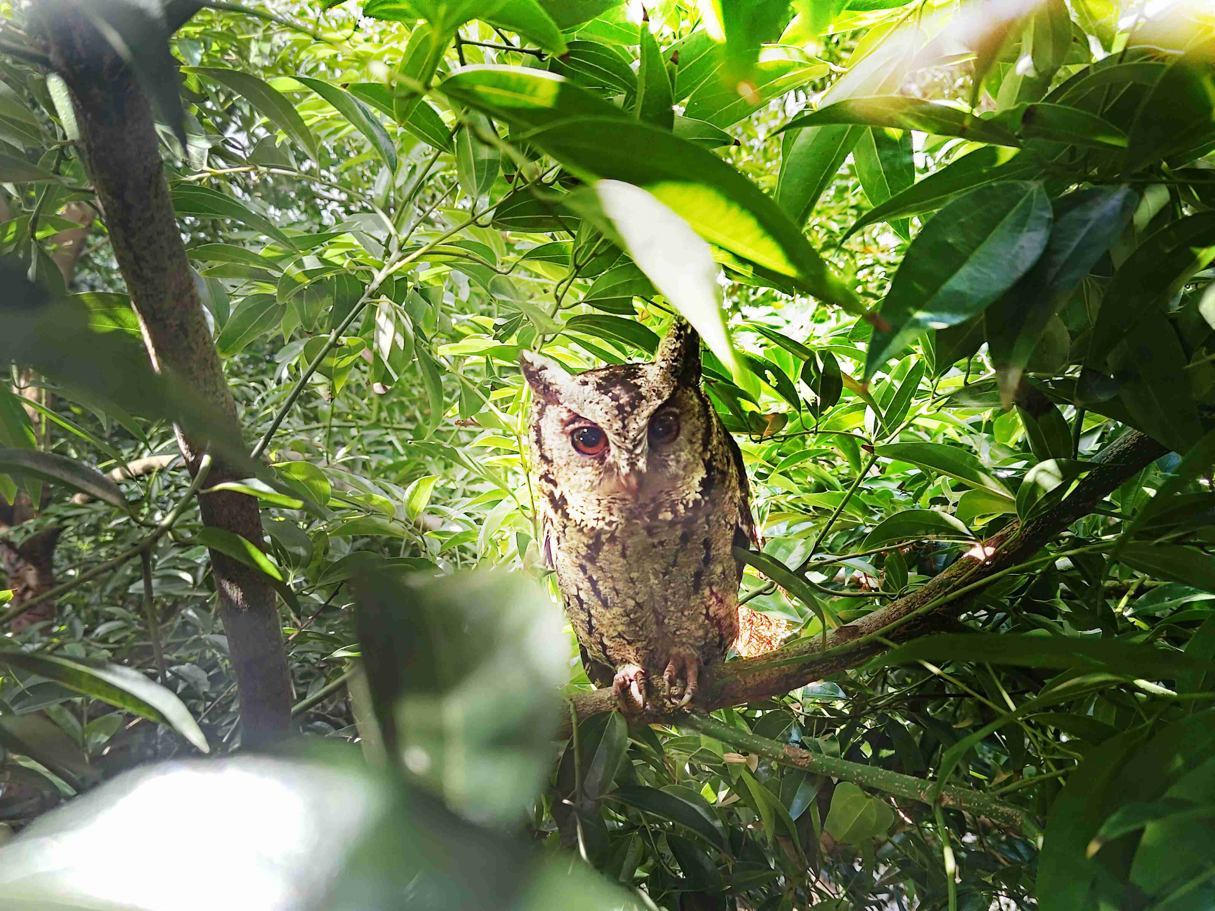 欧陆注册致力提倡净零绿生活，，，16年以来在全球各厂区植树逾百万棵，，，造就各厂区树木蔚然成林，，犹如森林工厂，，成为许多生物的栖息地